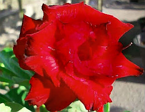 (image for) Adenium Seeds \'Valentine Rose\' (5 Seeds)